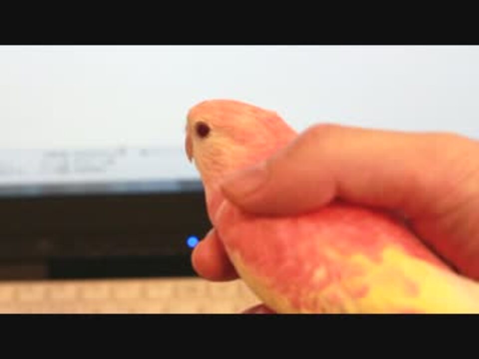 人気の インコ 動画 4 973本 7 ニコニコ動画