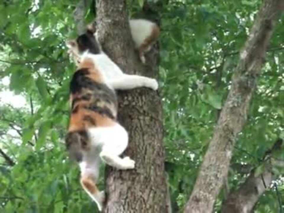 猫の 木から下りられなくなった子猫を助けに向かう親猫 親子愛 ニコニコ動画