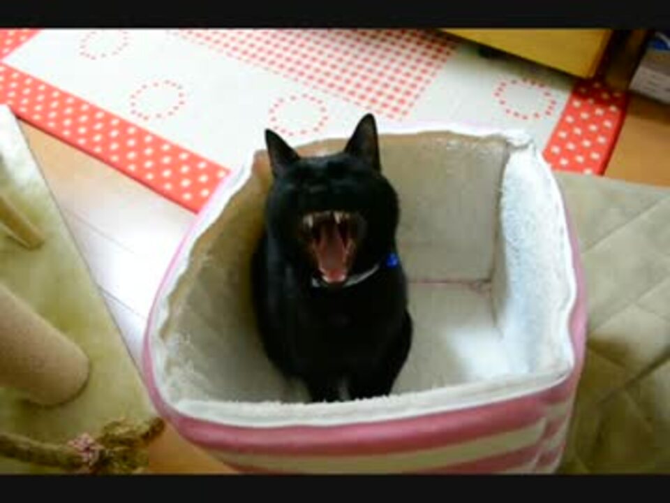 人気の あくび 動画 6本 5 ニコニコ動画