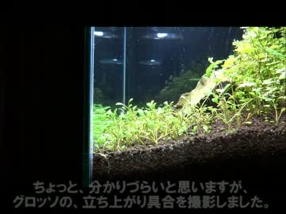 人気の 水槽 アクアリウム 動画 1 905本 35 ニコニコ動画