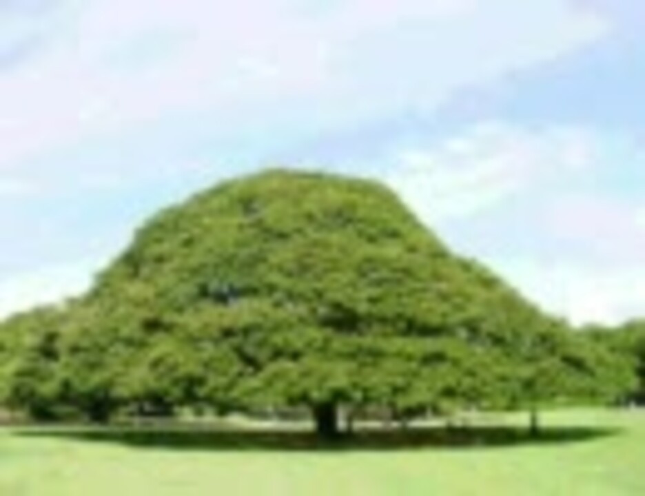 忙しい人のための この木なんの木 ニコニコ動画