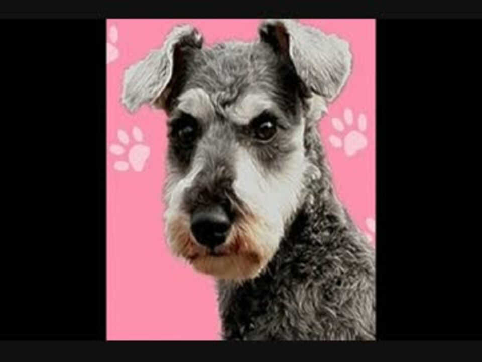 ここへ到着するマルマルモリモリ 犬種