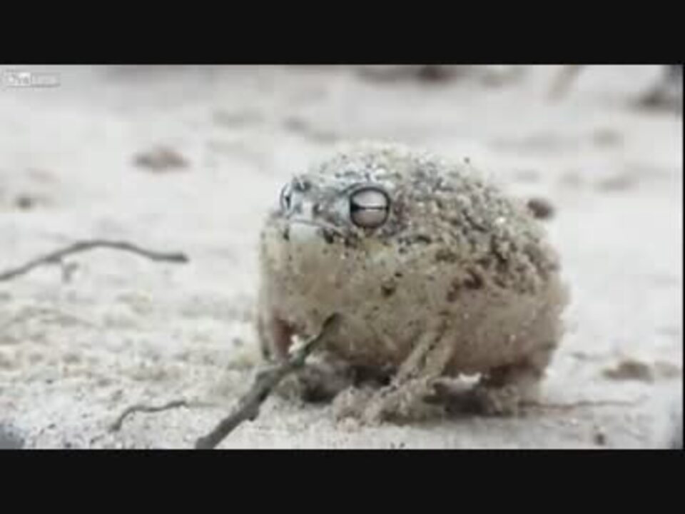 猫 みたい な 鳴き声 カエル