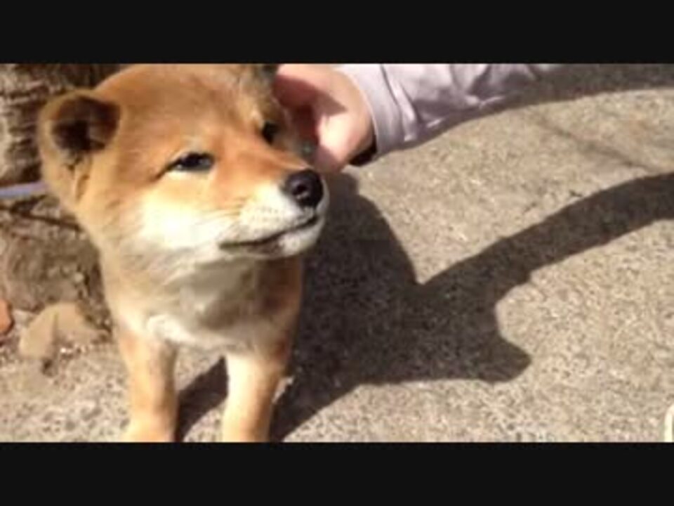 人気の 子犬 柴犬 動画 462本 12 ニコニコ動画