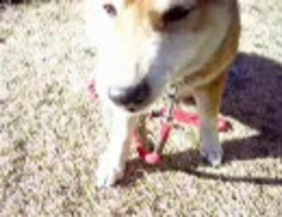 柴犬 一弓がやっていたハイタッチを練習してみた動画 ニコニコ動画