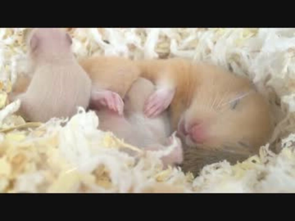 人気の ハムスター キンクマ 動画 595本 12 ニコニコ動画