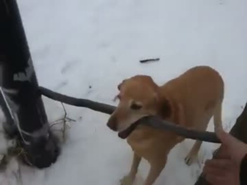 頭の悪い犬ｗｗｗｗｗｗ ニコニコ動画