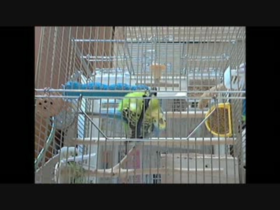 セキセイインコの交尾 ニコニコ動画