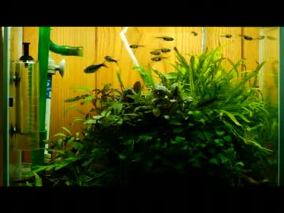 人気の 熱帯魚 水草 動画 5本 4 ニコニコ動画