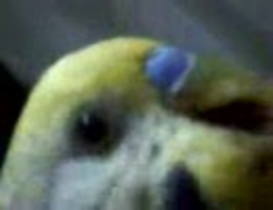 人気の 鳥 セキセイインコ 動画 7本 15 ニコニコ動画