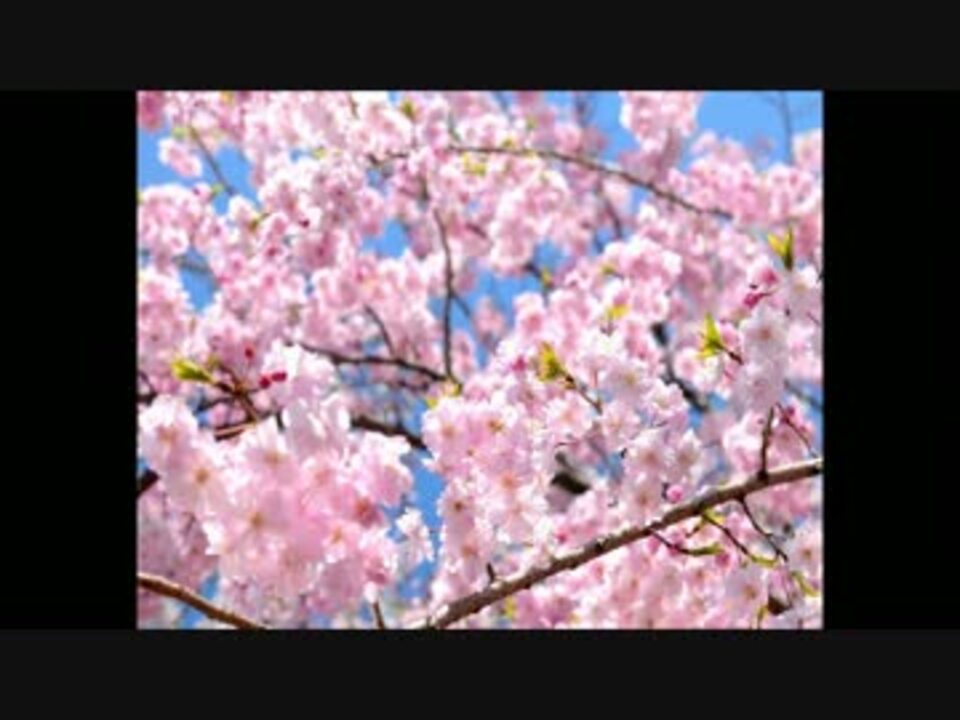 桜 河口恭吾 歌ってみた しんでん ニコニコ動画