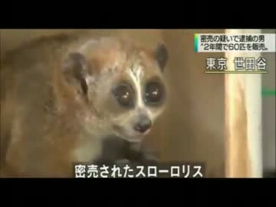 違法密売される淫夢くんuc ニコニコ動画