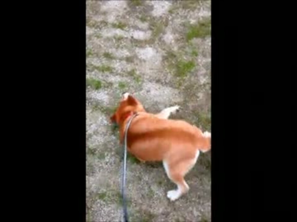 柴犬が地面にすりすり ニコニコ動画