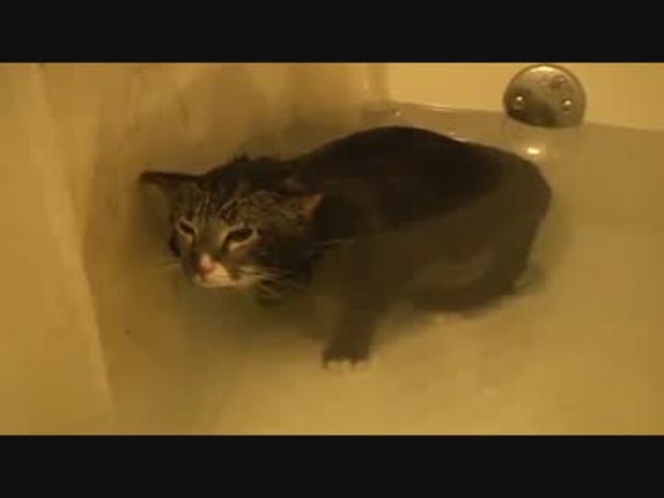 猫が風呂の中で口を水につけて ミヨン と鳴く動画が話題に ニコニコ動画
