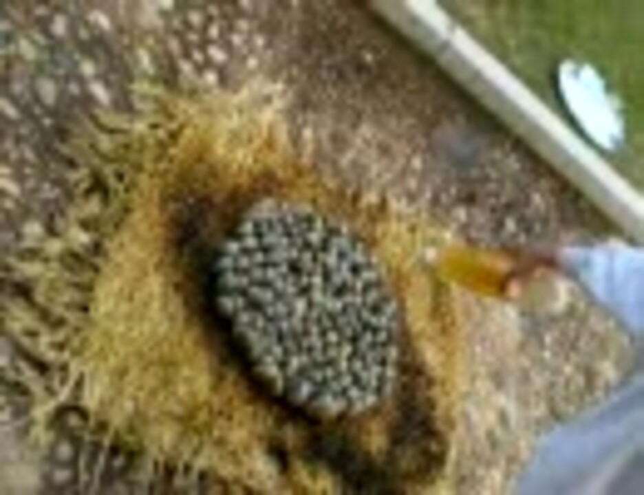 南浦名物 ハマグリのガソリン焼 ニコニコ動画