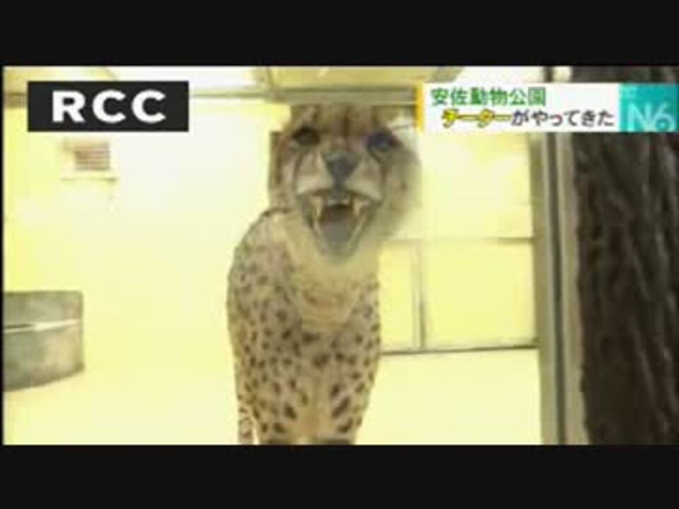 人気の 動物 チーター 動画 115本 2 ニコニコ動画