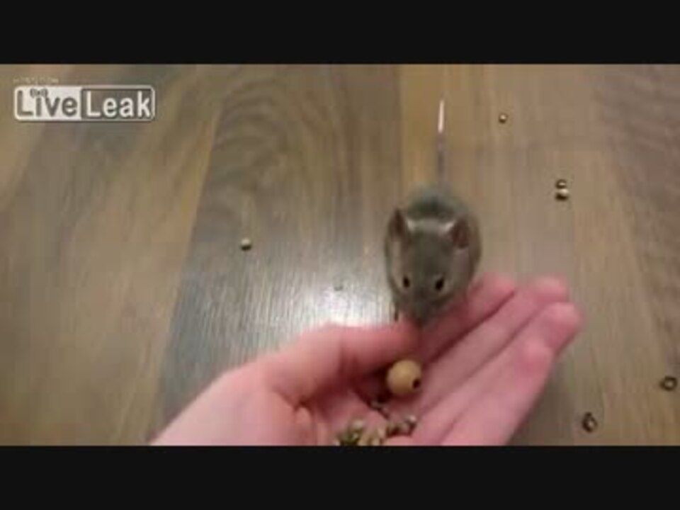 芸達者のネズミたちがかわいい ニコニコ動画