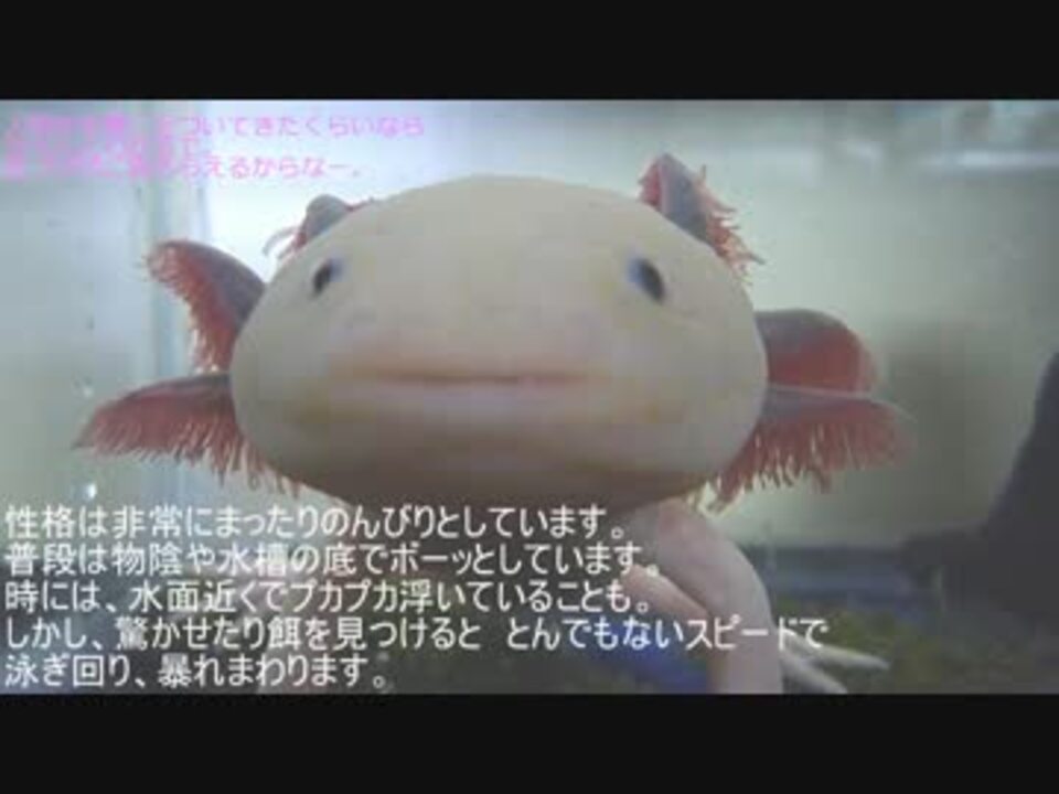 ウーパールーパーを飼ってみよう【飼育解説動画(？)】(辛口) - ニコニコ動画