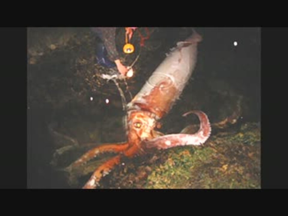 ゆっくり Uma物語 第9話 ダイオウイカ編 ニコニコ動画