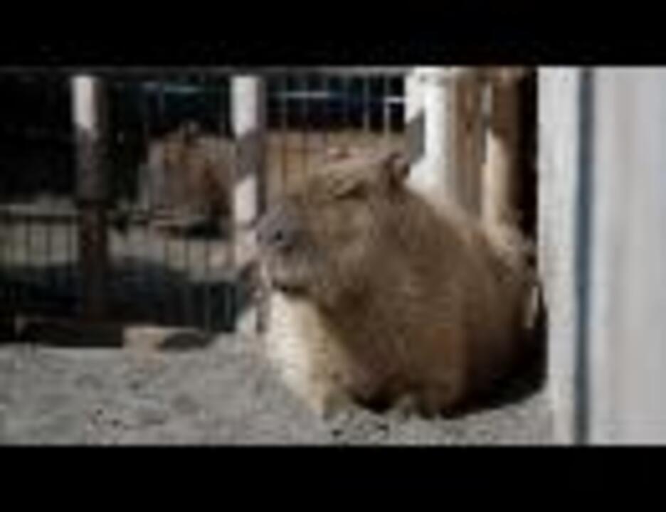 カピバラ 上野動物園にて ニコニコ動画