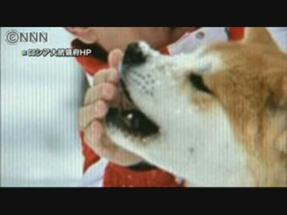 秋田犬ゆめ プーチン大統領と元気に遊ぶ写真公開 ニコニコ動画