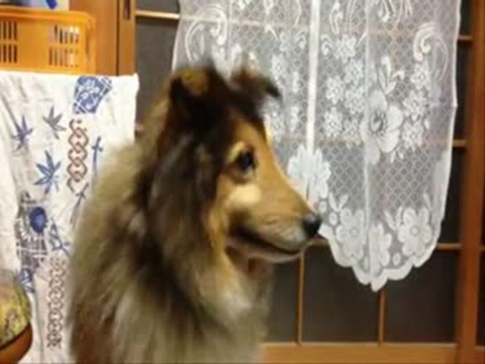 Pc音に首を傾げる犬 ニコニコ動画