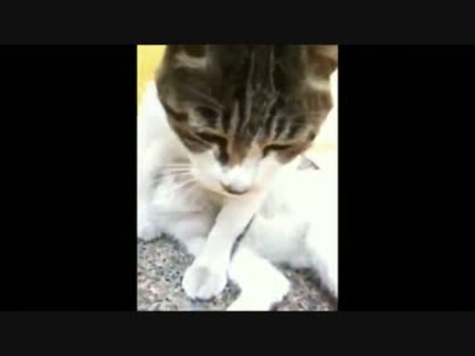 危ない女子のシスターズ ねこ 猫 ネコ おつかれ猫 コスプレ猫 ニコニコ動画