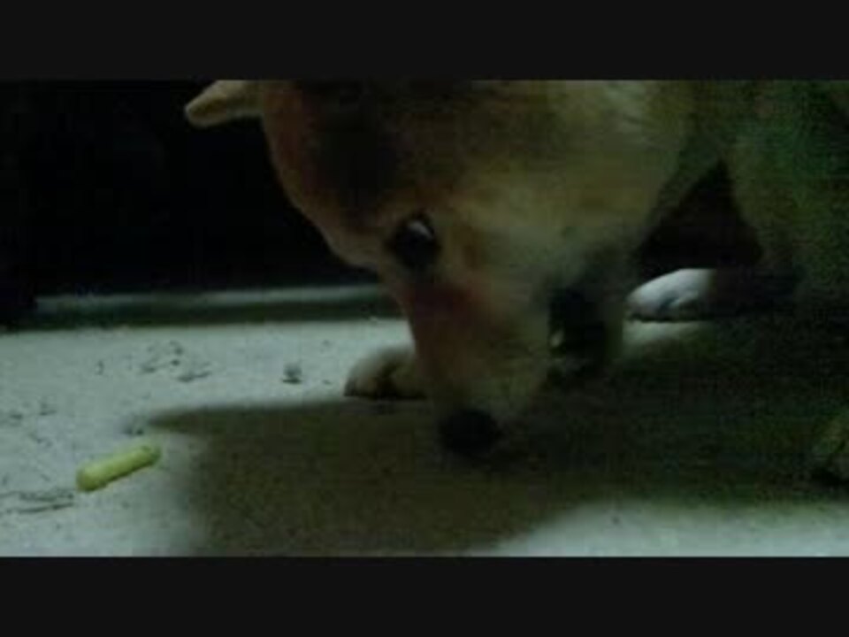 犬にじゃがりこをあげてみた ニコニコ動画