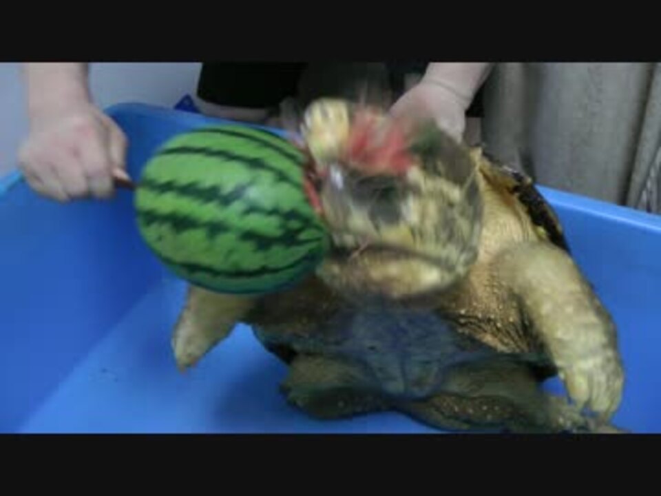 ワニガメ スイカ割り Alligator Snapping Turtle Eats Water Melon ニコニコ動画