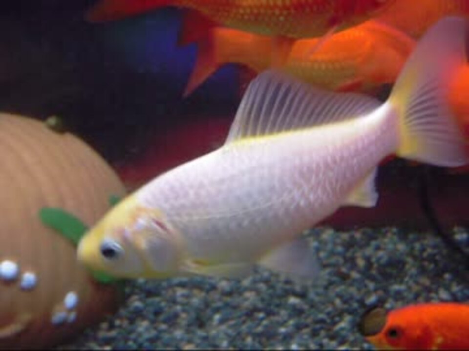 金魚 ミロク和金 白勝ち