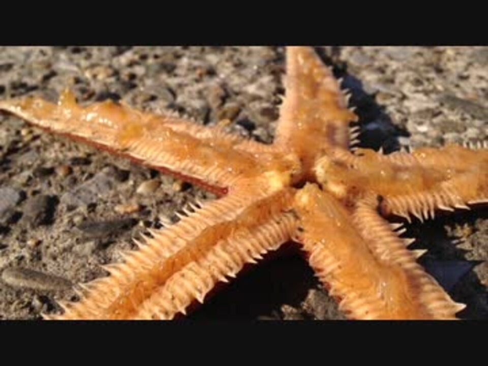グロ注意 ヒトデの裏側撮影してみた ニコニコ動画