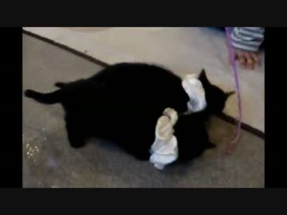 人気の 黒猫 動画 2 257本 41 ニコニコ動画