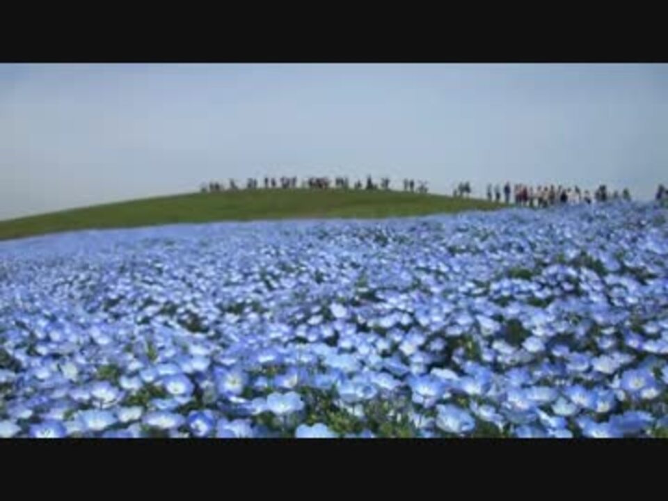 ひたち海浜公園へネモフィラを見に タンデムツーリング ニコニコ動画