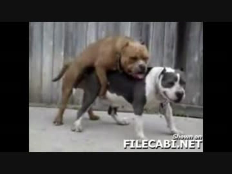 人気の 犬 交尾 動画 15本 ニコニコ動画