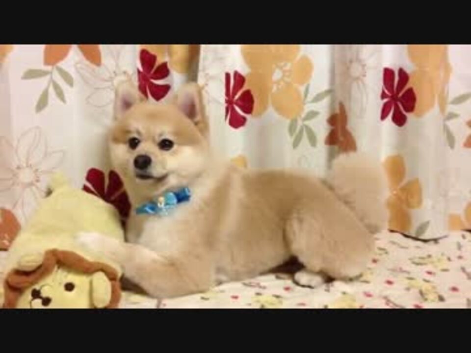 ポメラニアンを柴犬風にカットするとこうなる ニコニコ動画