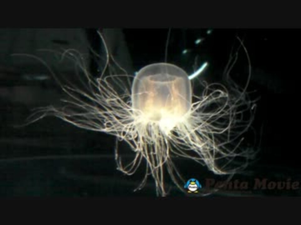 神秘的 光るクラゲの神秘的な映像 Jellyfish Mysterious ニコニコ動画