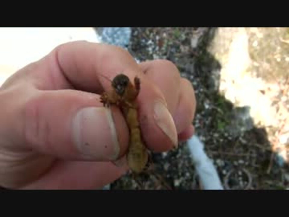 昆虫のオケラだよ ニコニコ動画