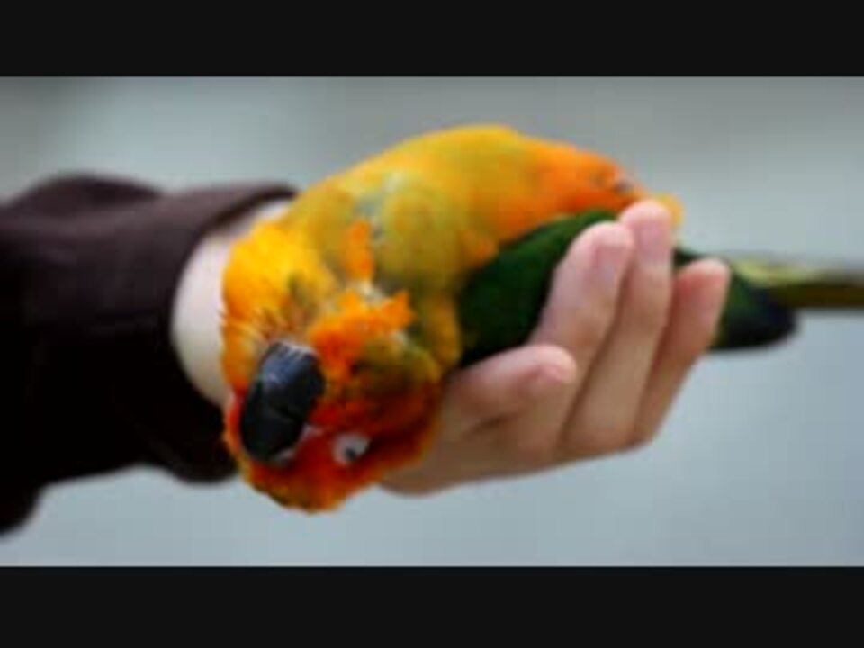 コガネメキシコインコ ニコニコ動画