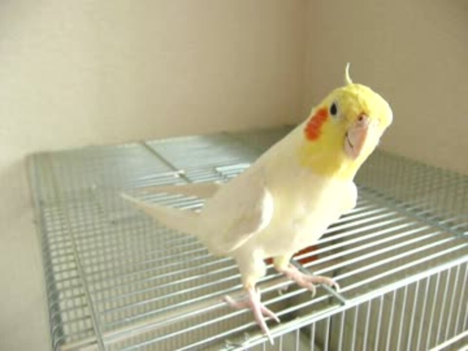 人気の オカメインコ 動画 2 734本 ニコニコ動画