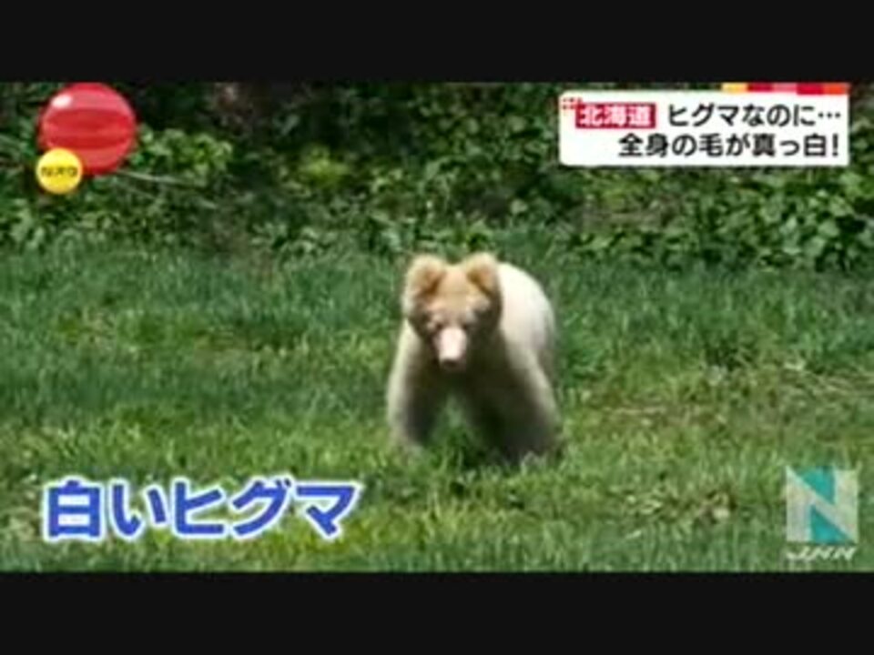 白いヒグマ 北海道で撮影 ニコニコ動画