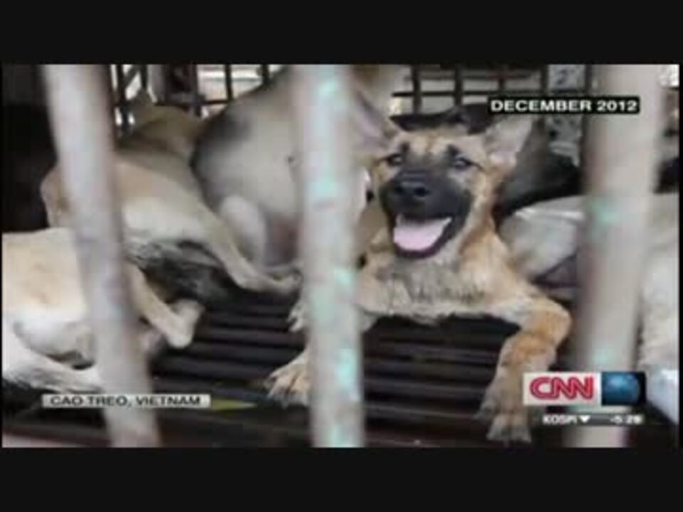 タイで横行 犬の密輸 年間２０万匹が犠牲に 食用犬 ニコニコ動画