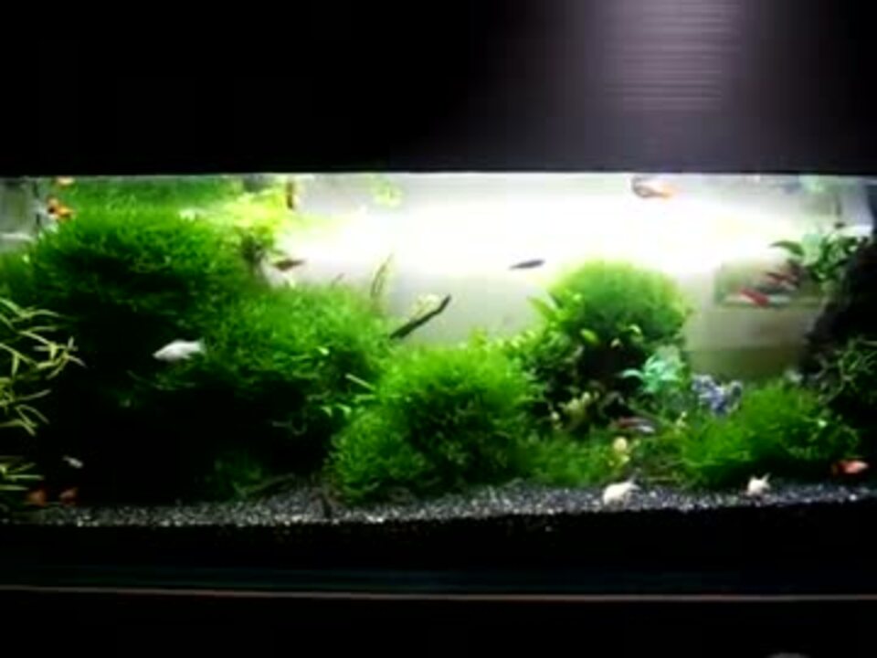 人気の 熱帯魚 水草 動画 5本 4 ニコニコ動画