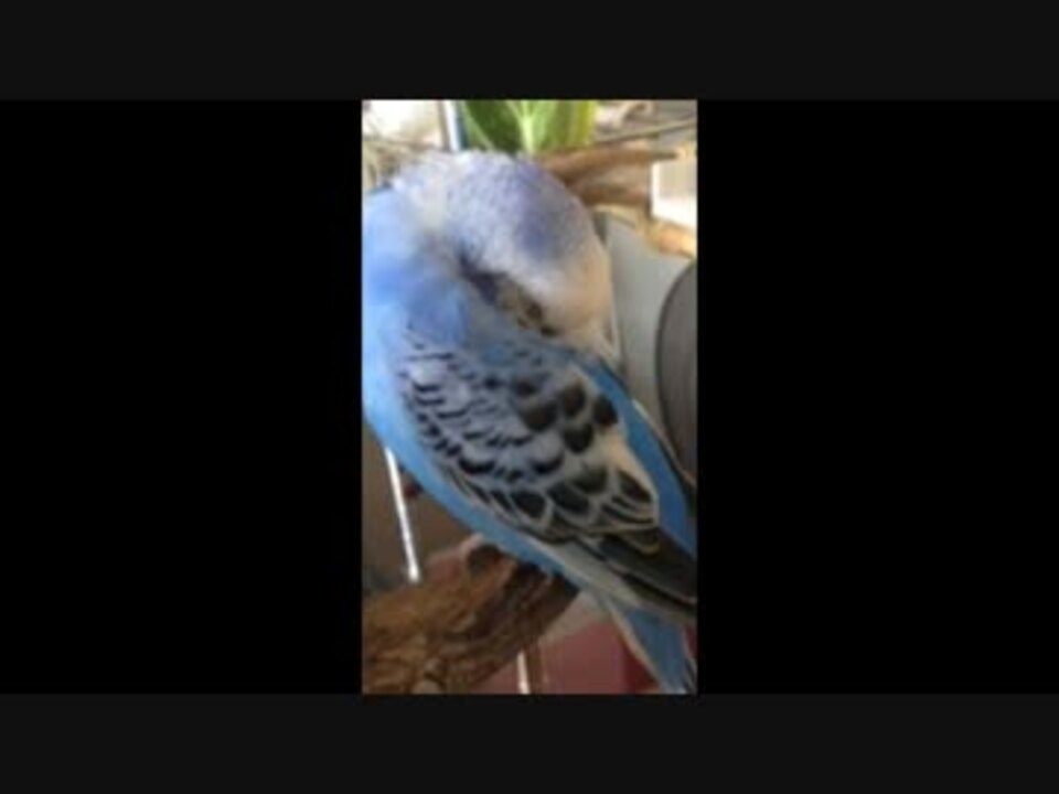 セキセイインコ ルル 寝言で ニコニコ動画