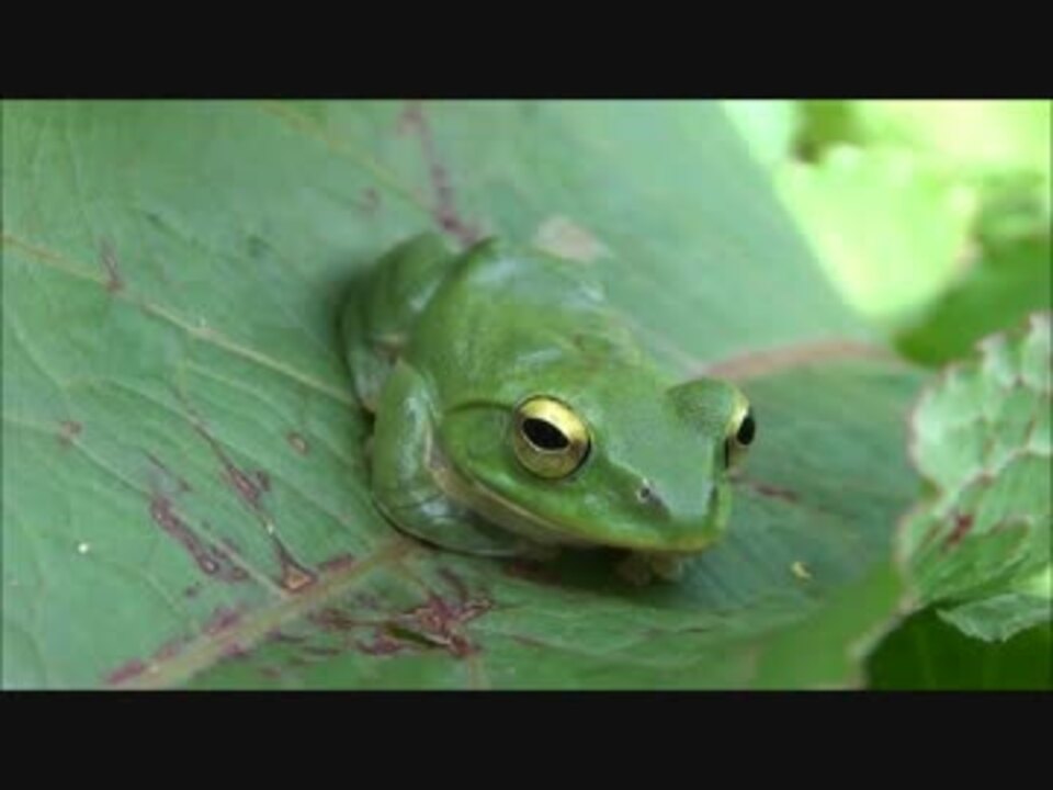 動物3 シュレーゲルアオガエルと遊ぼう もりぞう ニコニコ動画