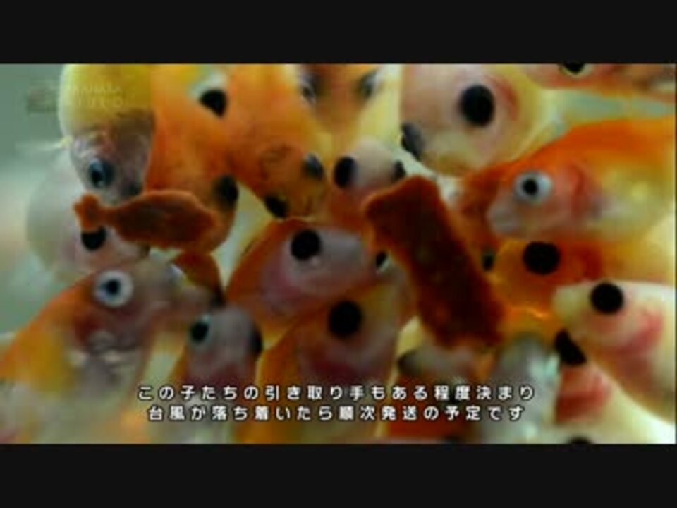 人気の 金魚 動画 1 030本 ニコニコ動画