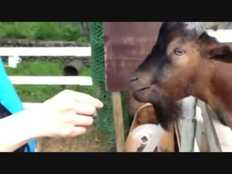 人気の やぎ 動画 226本 5 ニコニコ動画