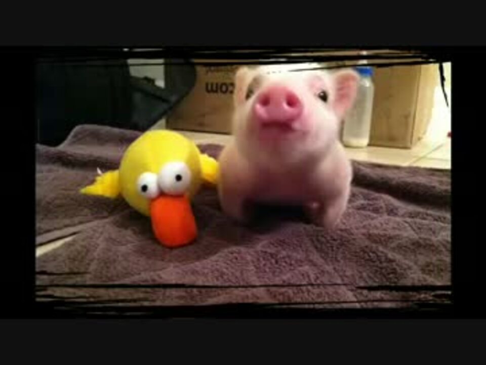 生まれつき後ろ足がない豚の赤ちゃんがかわいい ニコニコ動画