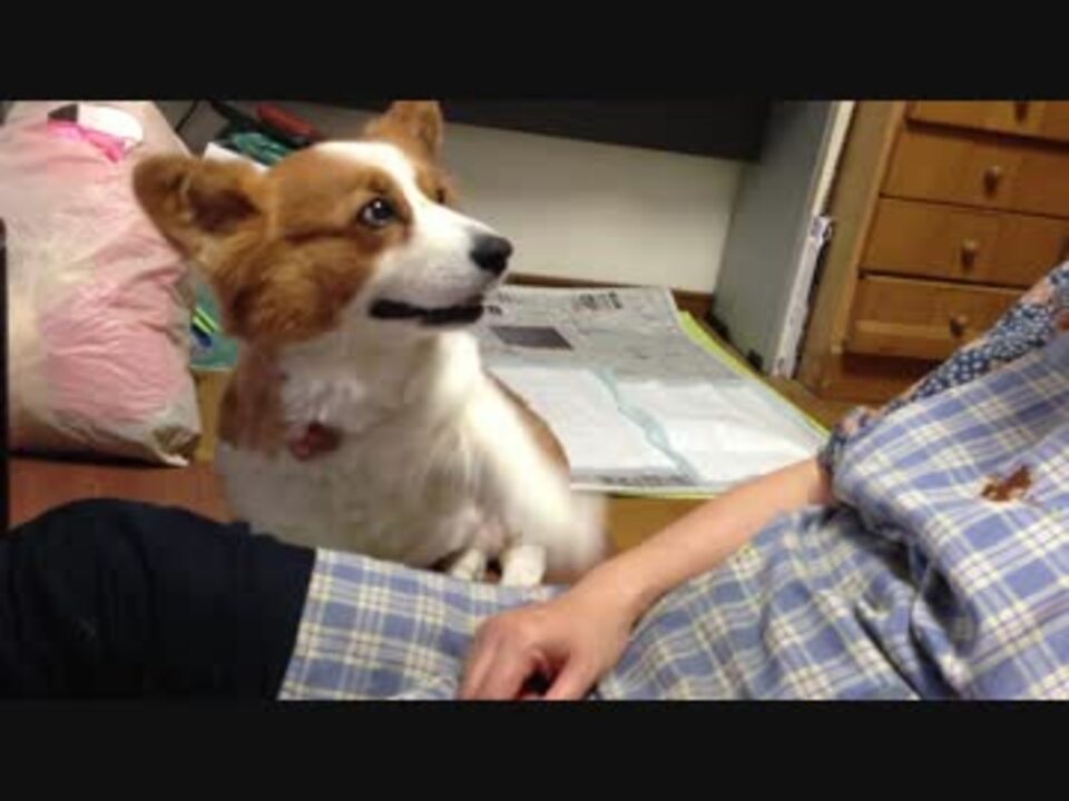 体をなでくりまわされたい犬 コーギー ニコニコ動画