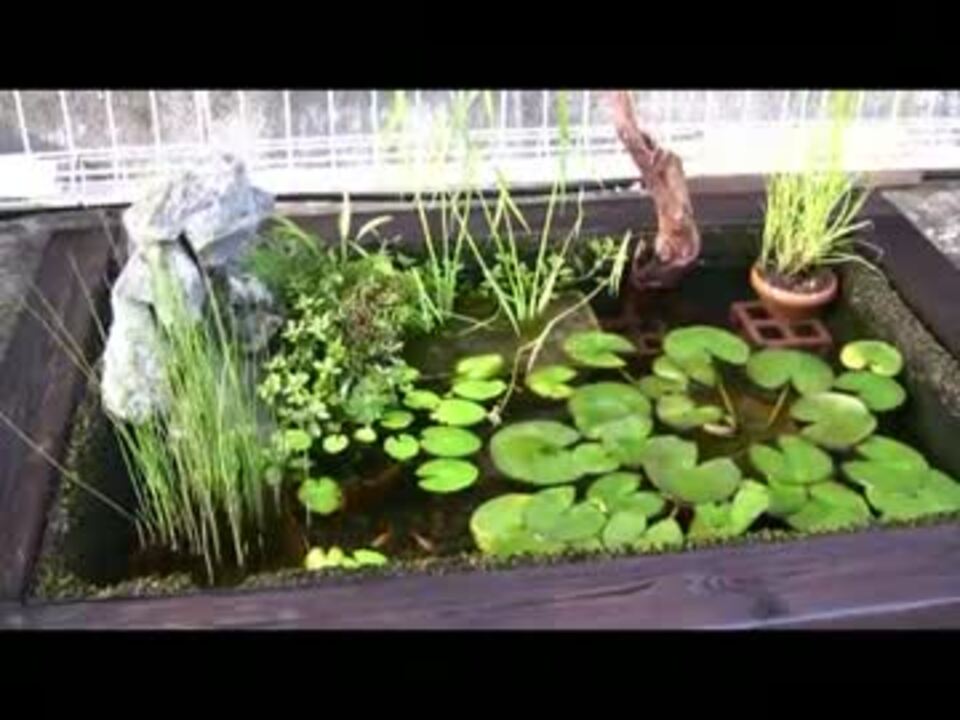 我が家のプラ舟ビオトープ ニコニコ動画