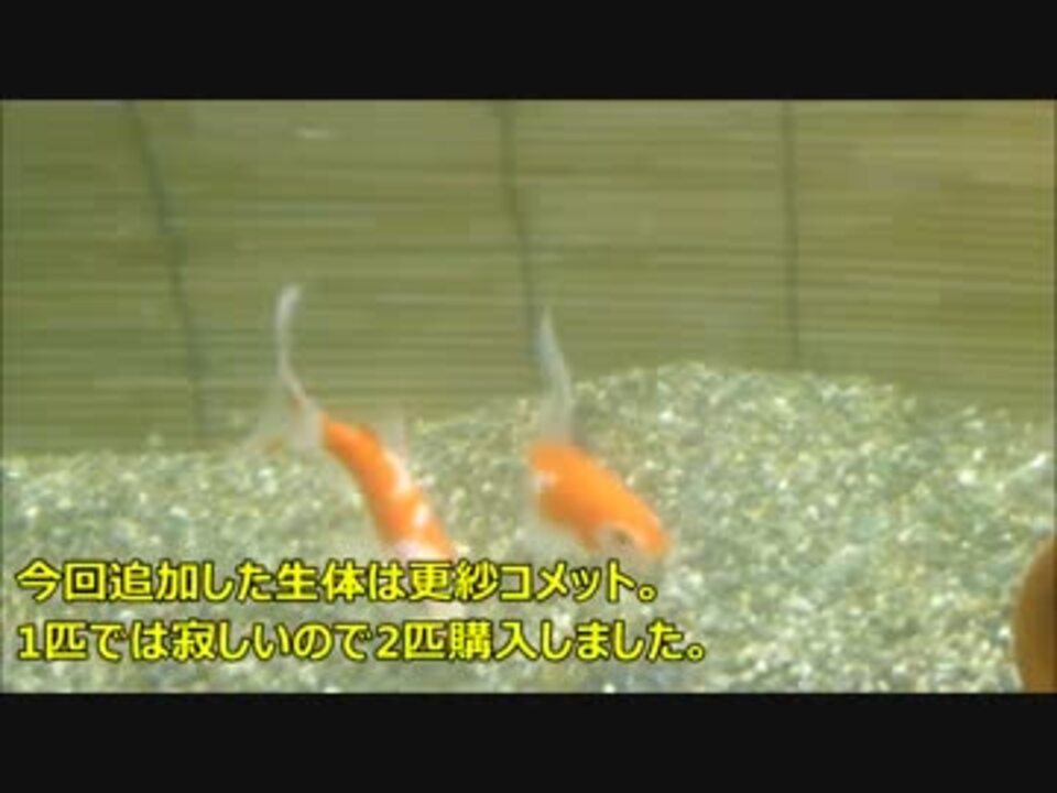 人気の アクアリウム 金魚 動画 459本 9 ニコニコ動画